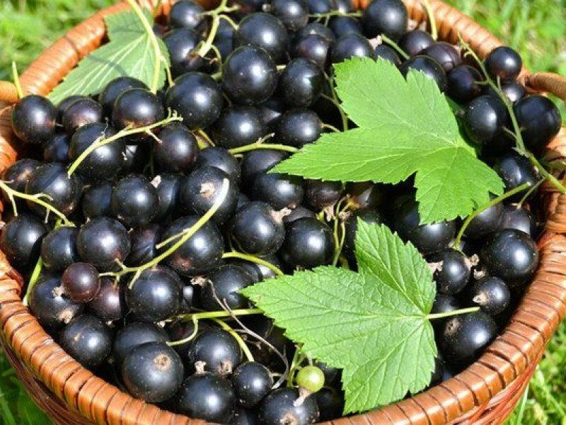 Смородина купить саженцы из питомника в Искитиме