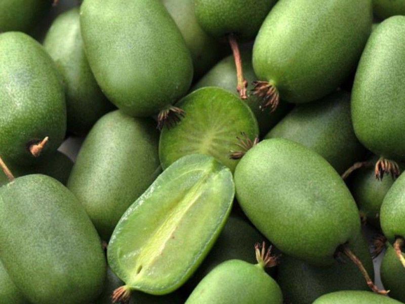 Актинидия купить саженцы из питомнике в Искитиме