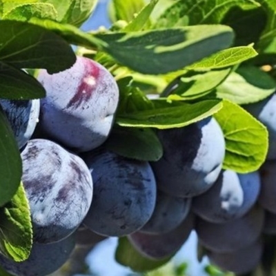 Слива "БЛЮ ФРИ"